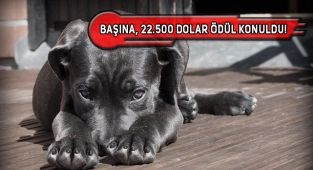Washington'da Köpeğe Saldıranı Yakalatana Ödül!