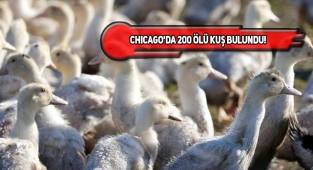 ABD'de Kuş Gribi Alarmı!