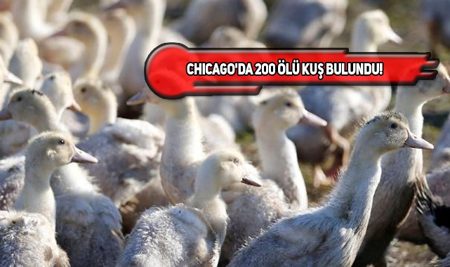ABD'de Kuş Gribi Alarmı!