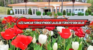 ABD'deki Sancar Türkevi'nde Laleler Açtı