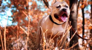 Bebeğine Saldıran Pitbullu Bıçakladı