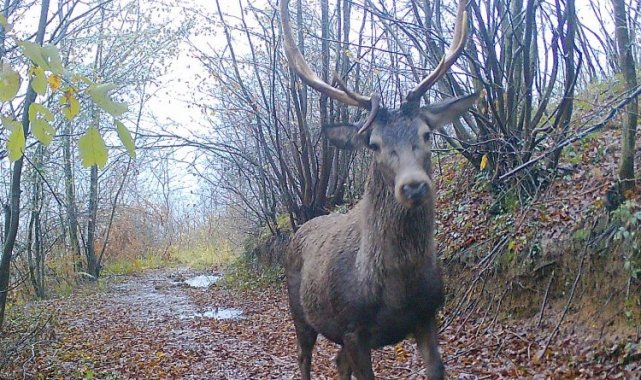 Ormanya'nın yaban hayatı foto kapanlara yansıdı