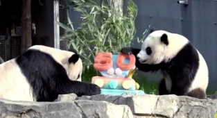 Panda Programının 50. Yılı Kutlandı