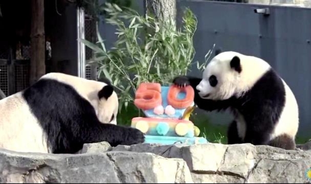 Panda Programının 50. Yılı Kutlandı