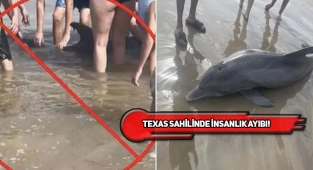 Texas'ta Karaya Vuran Yunus İnsanların Taciziyle Öldü