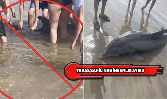 Texas'ta Karaya Vuran Yunus İnsanların Taciziyle Öldü