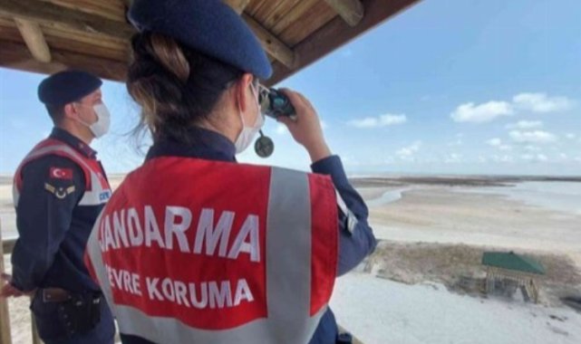 Tuz Gölü'nde Flamingo ölümlerine Jandarma önlemi