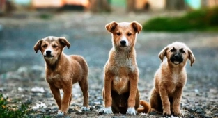 Yeni Moda Köpeklere DNA Testi