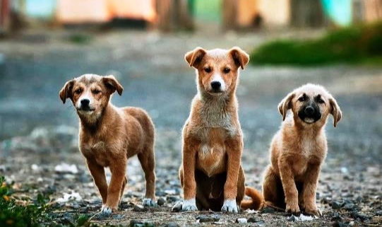 Yeni Moda Köpeklere DNA Testi