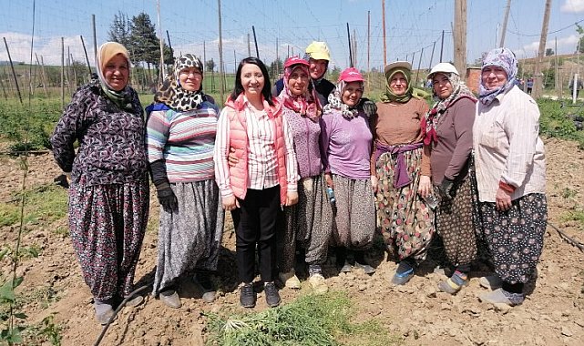 Bilecik Pazaryeri'nde yetişen şerbetçiotu üreticisi iplikleme mesaisinde
