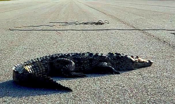 Birden Yola Çıktı Trafiği Felç Etti