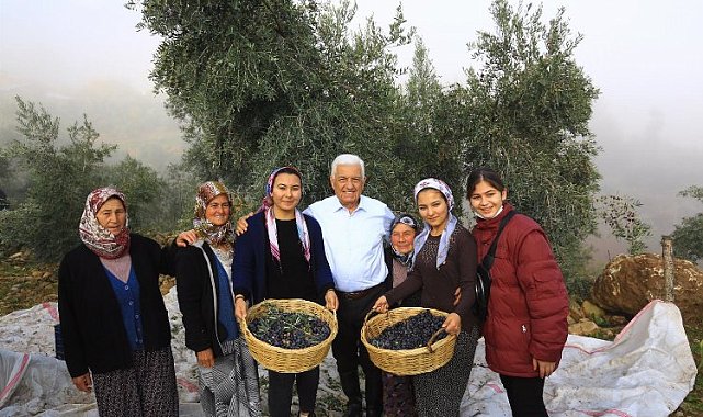 Büyükşehir Muğla zeytinin kalitesini arttırıyor