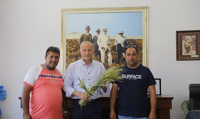 Didim Belediyesi'nin ektiği buğdaylar hasada gün sayıyor