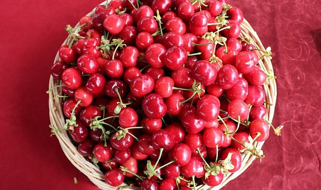 İzmir Kemalpaşa'nın dünyaca ünlü kirazında hasat zamanı
