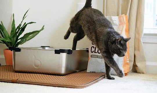 Kedi Kumuyla Küresel Isınmaya Çözüm Aranıyor