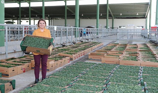 Kocaeli İzmit'te binlerce sebze fidesi dağıtıldı