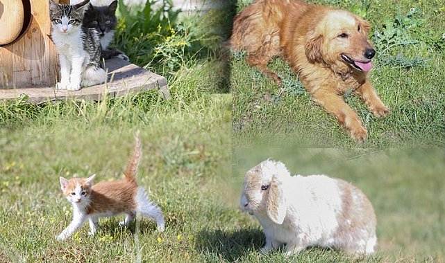 Kütahya'da can dostlarının bakımları devam ediyor