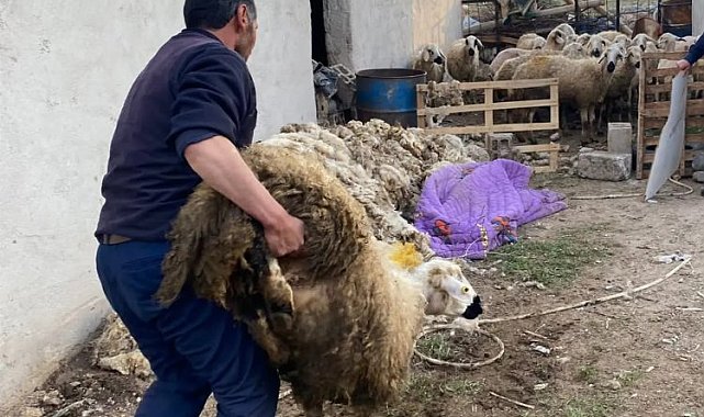 Niğde'de çalınan 70 küçükbaş hayvan sahibine teslim edildi