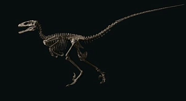 "The Raptor” 12,4 Milyon Dolara Satıldı