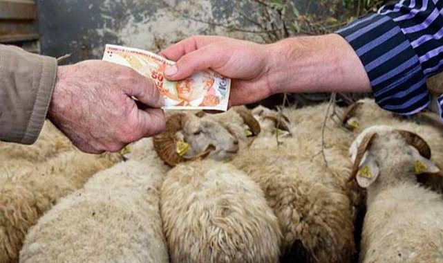 Alım gücü kurbanlık satışları etkiliyor... TZOB 'en az yüzde 25 azalma' tahmininde bulundu