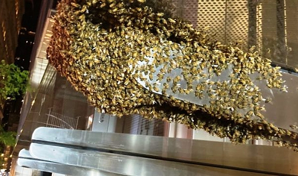 Binlerce Arı Dünya Ticaret Merkezi’ni Sardı