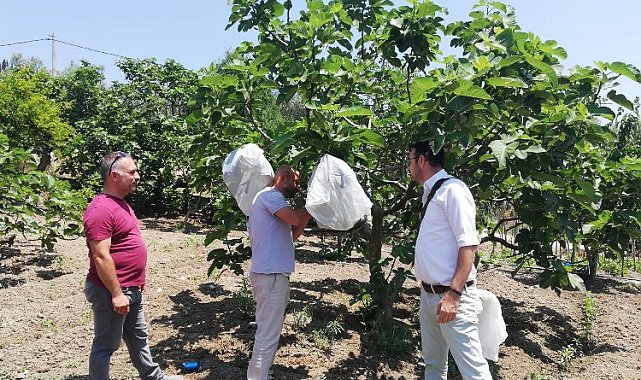 Bursa Mudanya'da incir sahalarında dal izolasyonu yapıldı