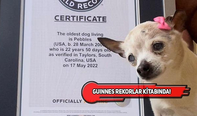 Dünyanın En Yaşlı Köpeği Pebbles ABD'den Çıktı!