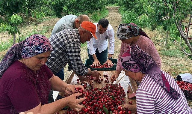 Edirne Enez'de 'Çeribaşı Kirazı'nda hasat zamanı