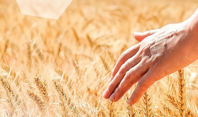 İstanbul Halk Ekmek'ten çiftçiye destek