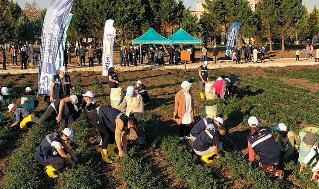 Kocaeli'de Sekapark organik tarıma geçiyor