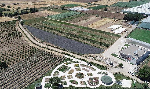 Kokuların gücüyle alternatif tedavi Aromaterapi