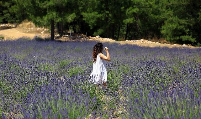 Muğla'da lavanta şenliği başlıyor