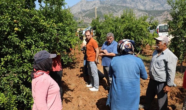 Narenciye ve nar ağaçlarını avcı böcek koruyacak