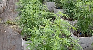 Oregon’da Binlerce Marihuana Btkisi Ele Geçirildi