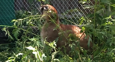 Washington’da Küçük Çocuğa Puma Saldırdı!