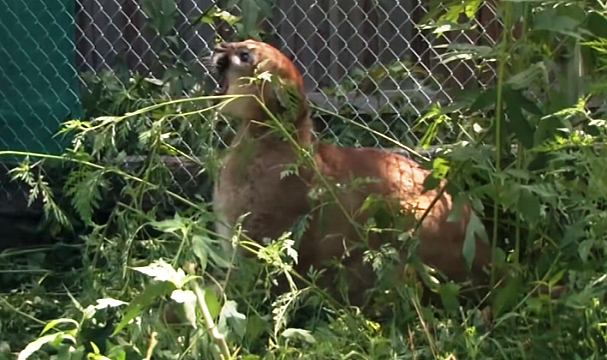 Washington’da Küçük Çocuğa Puma Saldırdı!