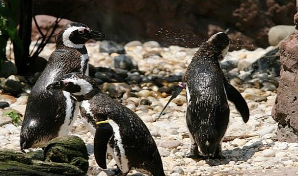ABD'nin En Yaşlı Pengueni Öldü