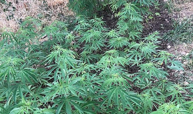 Adıyaman Kahta'da kenevir operasyonu