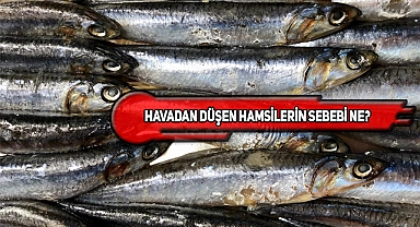 California'da Gökten Hamsi Yağıyor!