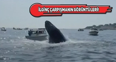 Massachusetts'te Bir Tekneye Balina Çarptı