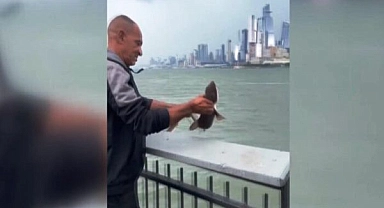 Oltaya Bu Kez Yavru Köpek Balığı Takıldı