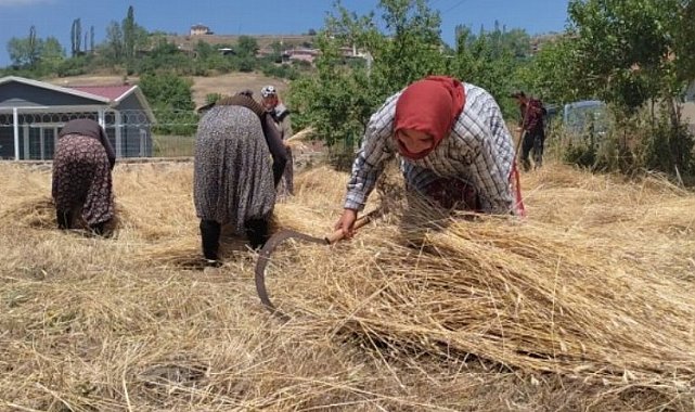 40 derecelik sıcaklıkta vatan için buğday dikiyor