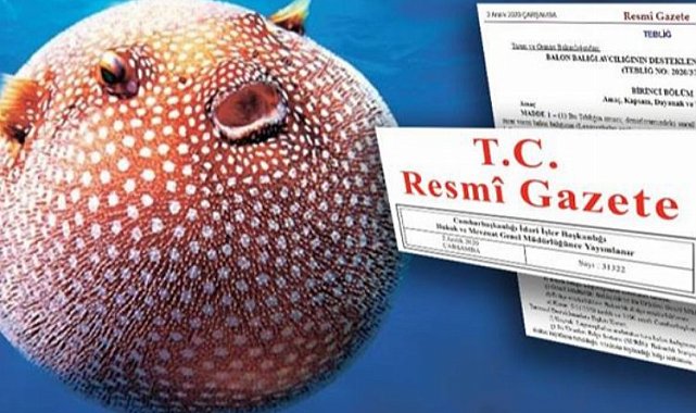 Balon balığına sağlanacak destek belli oldu
