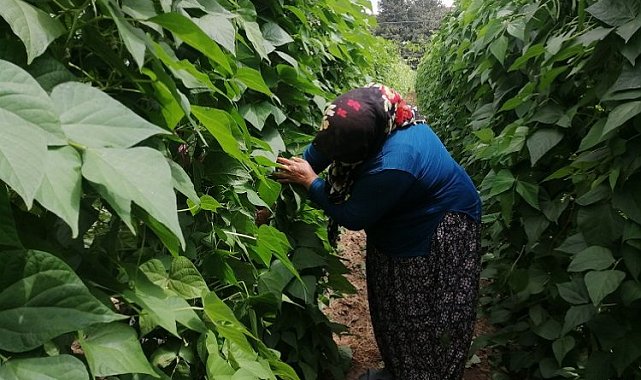 Bilecik'te 'Pazaryeri Boncuk Fasulyesi'nde buruk hasat