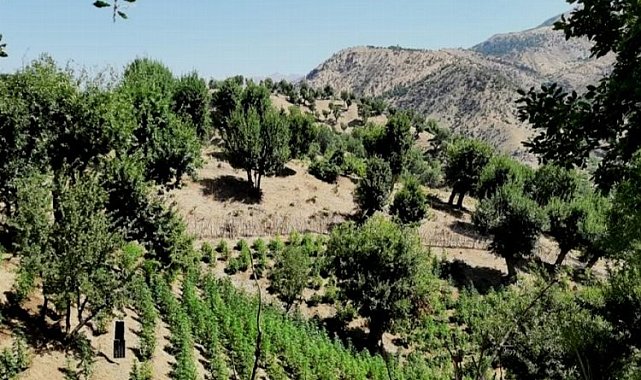Bingöl'de kenevir operasyonu