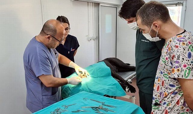 Bursa Osmangazi binlerce hayvana şifa oldu