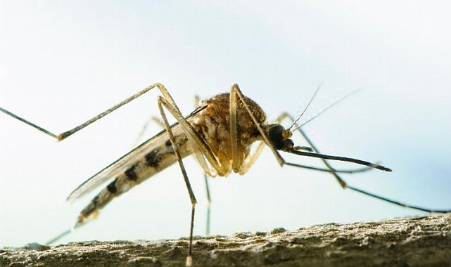Dikkat! Aedes sivrisinekleri Türkiye'de!