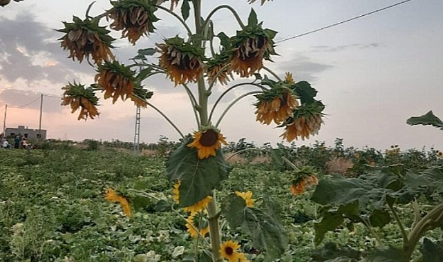 Diyarbakır'da 26 başlı ayçiçeği şaşırttı!