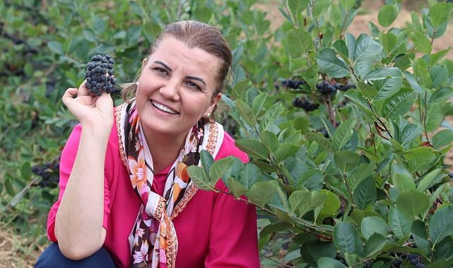 Kocaeli İzmit'te aronyalar hasada hazırlanıyor... 500 kilogram ürün bekleniyor