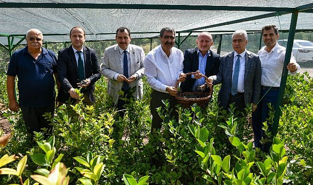 Mucize meyve aronya ikinci hasadını verdi